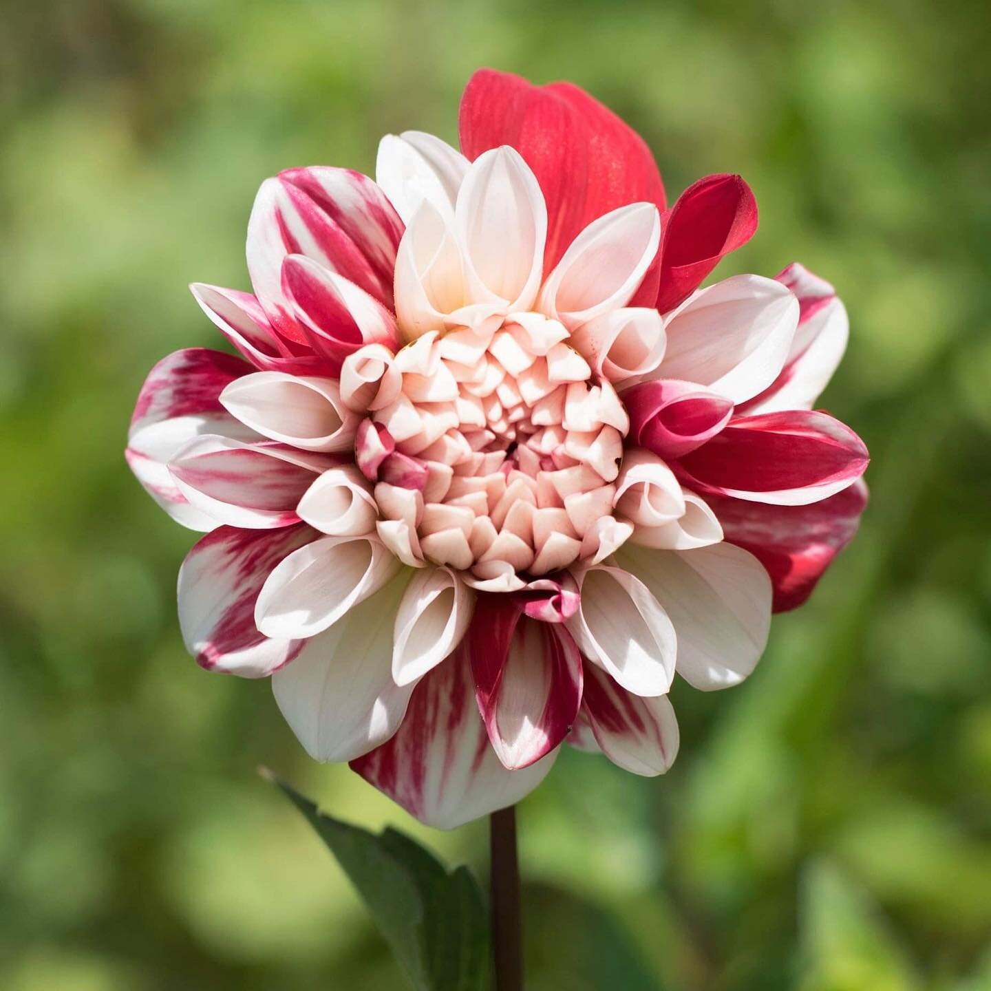 The perfect Valentine&rsquo;s Day dahlia, blooming for us at the farm this weekend ❤️ 

#valentines2021 #grownnotflown #australiangrownflowers #gardeningaustralia