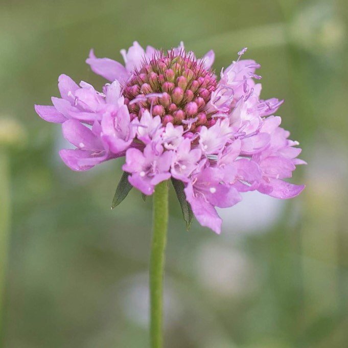 Grow your own lilac Scabiosa this Autumn 🍁🍂 All of our seed mixes are harvested from our farm in Dayboro, using only natural methods #grownfromseed #locallygrownflowers