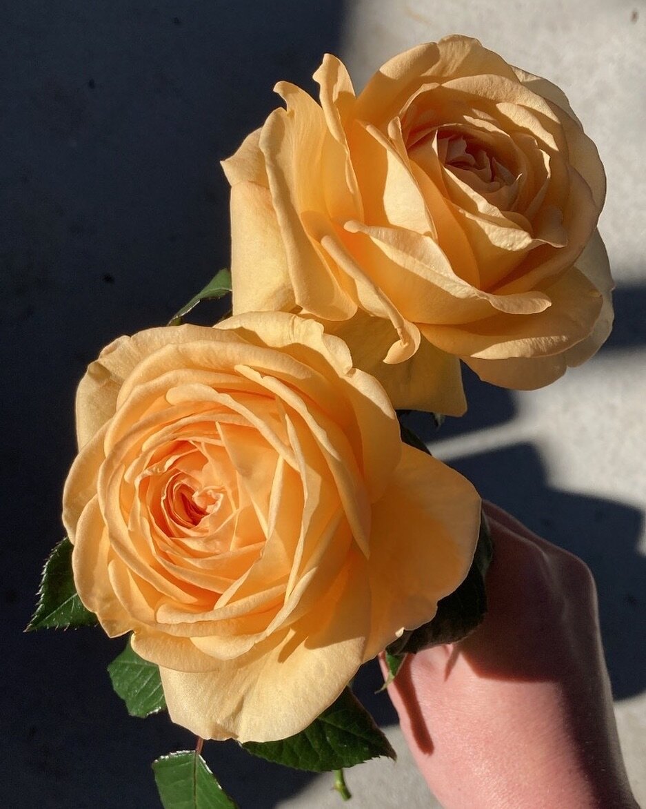 Our Dayboro grown garden roses. This is lioness 🤍 

 #brisbaneweddings #brisbaneweddingflorist #brisbaneflowers #sunshinecoastweddings #dayborowedding #brisbanebride #sunshinecoastweddingflorist #noosawedding