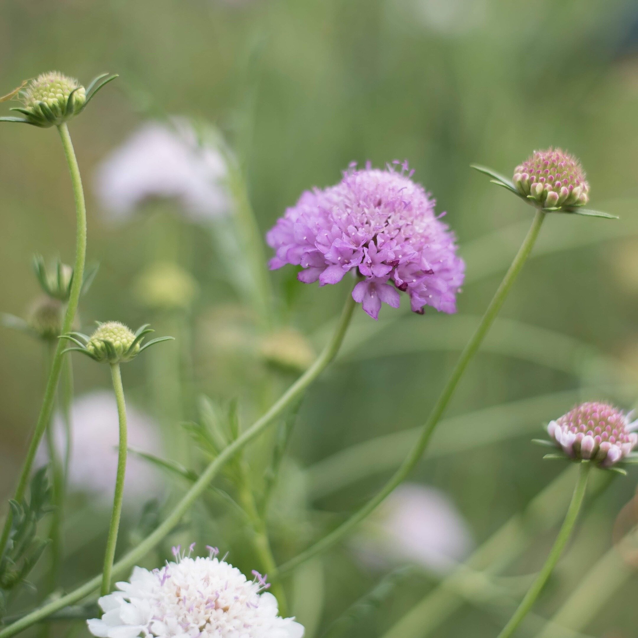 Our lilac Scabiosa grown on our farm in Dayboro Queensland @fleurpotflowers 

 #brisbaneweddings #brisbaneweddingflorist #brisbaneflowers #sunshinecoastweddings #dayborowedding #brisbanebride #sunshinecoastweddingflorist #noosawedding #scabiosa #gard