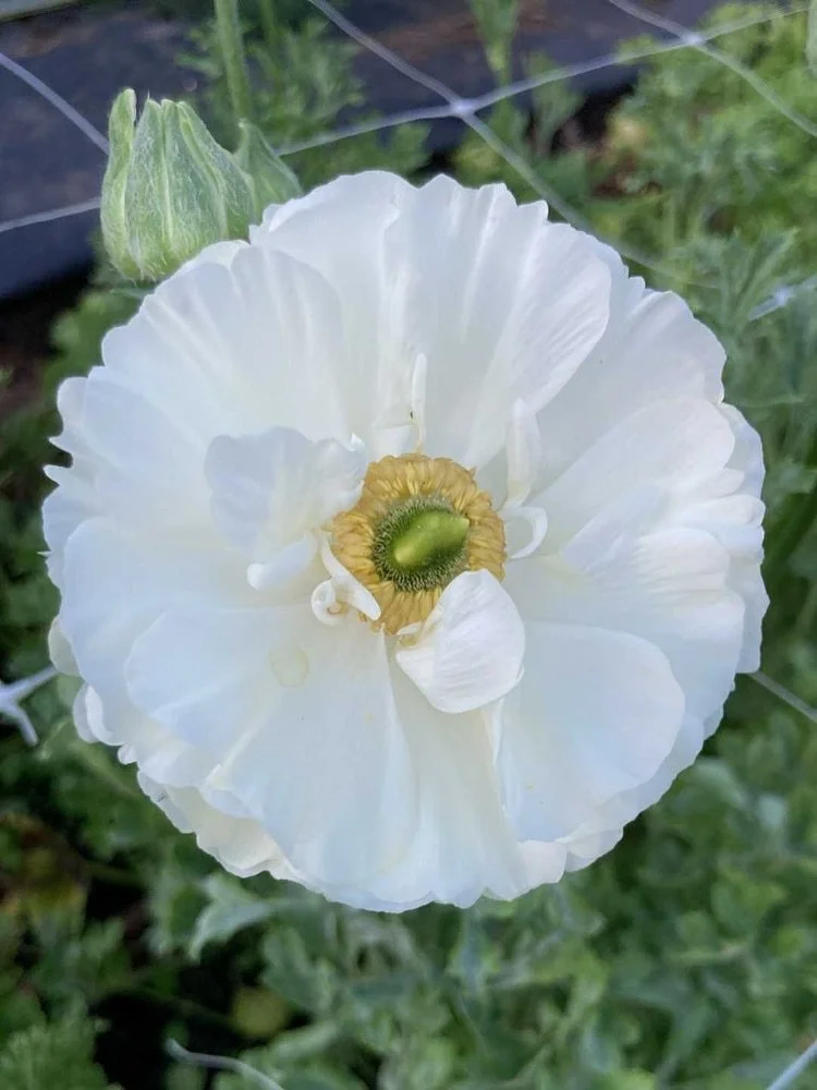 Ranunculus season, my favourite 🤍 couple ish more weeks and this row will be blooming

#australiangrownflowers #locallygrown #ranunculuslove #dayboro #brisbaneflowerfarm #brisbaneflowers #grownfromseed #flowerfarminglife #microflowerfarm