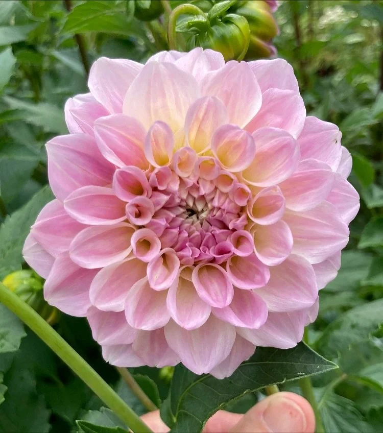 Dahlia season 🌸

#dahlias #australiangrown #australiangrownflowers #australiandahlias #grownfromseed #locallygrownflowers #dayboro #brisbaneflowers #brisbaneflowerfarm