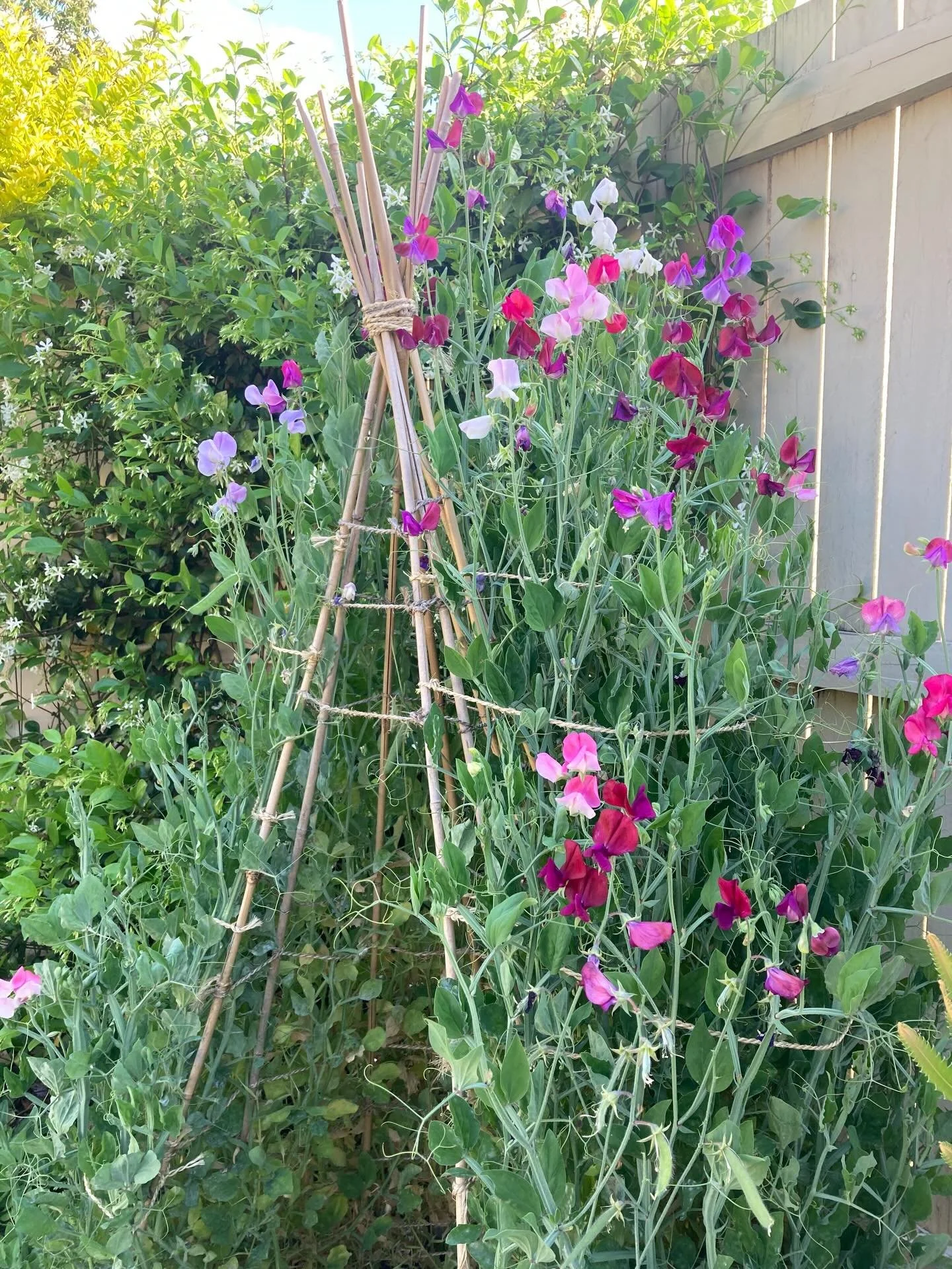 It&rsquo;s that time of year again! We are getting ready to sow our Sweetpea seeds. For our Sub Tropical Queensland climate, Sweetpea are best sown April &amp; May for a Spring flower. Who else is sowing a Sweetpea teepee this year? 🌸 

@fothergills