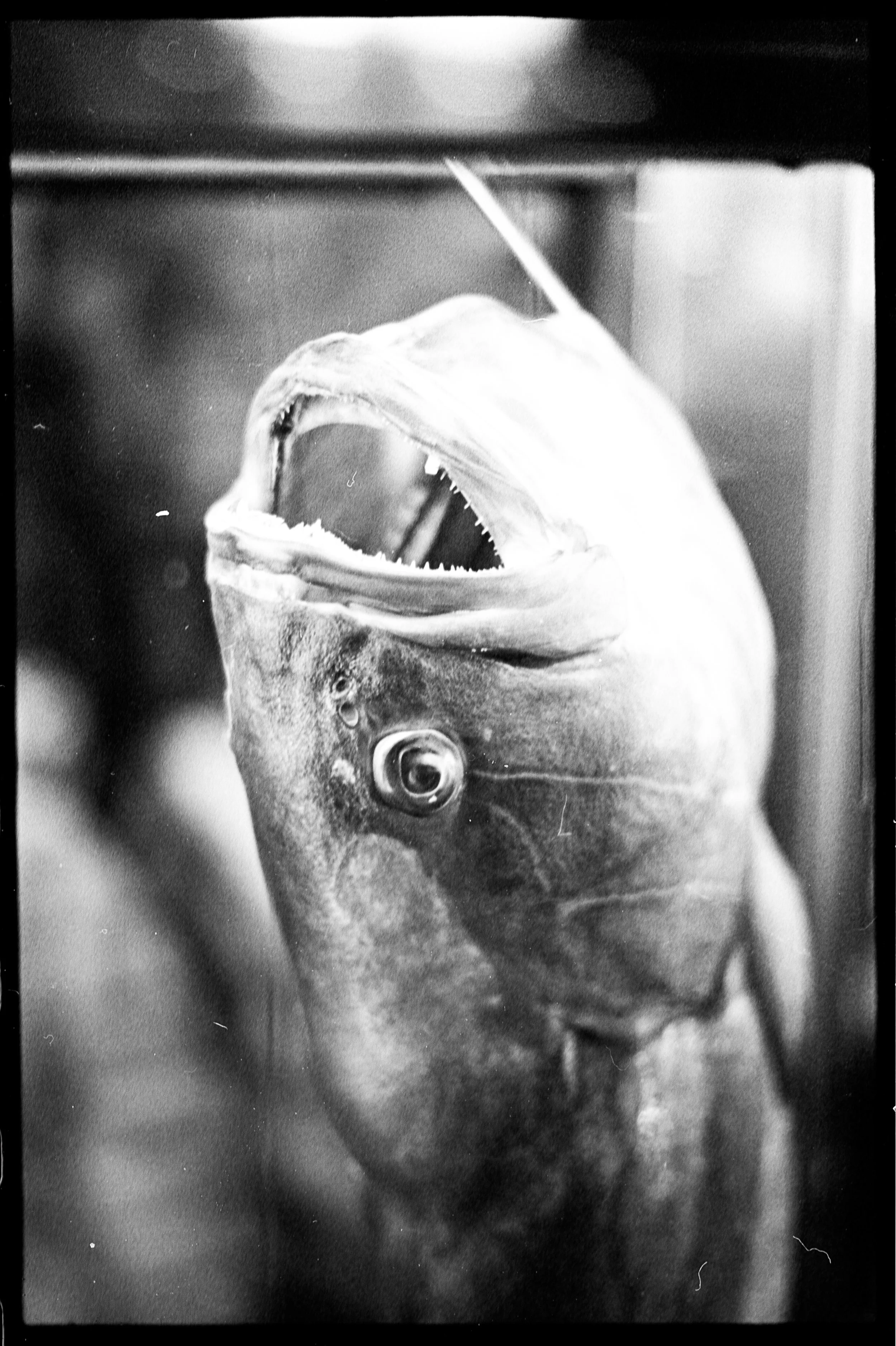 Looking into the eye of this being, can you see the same source of life staring back at you?