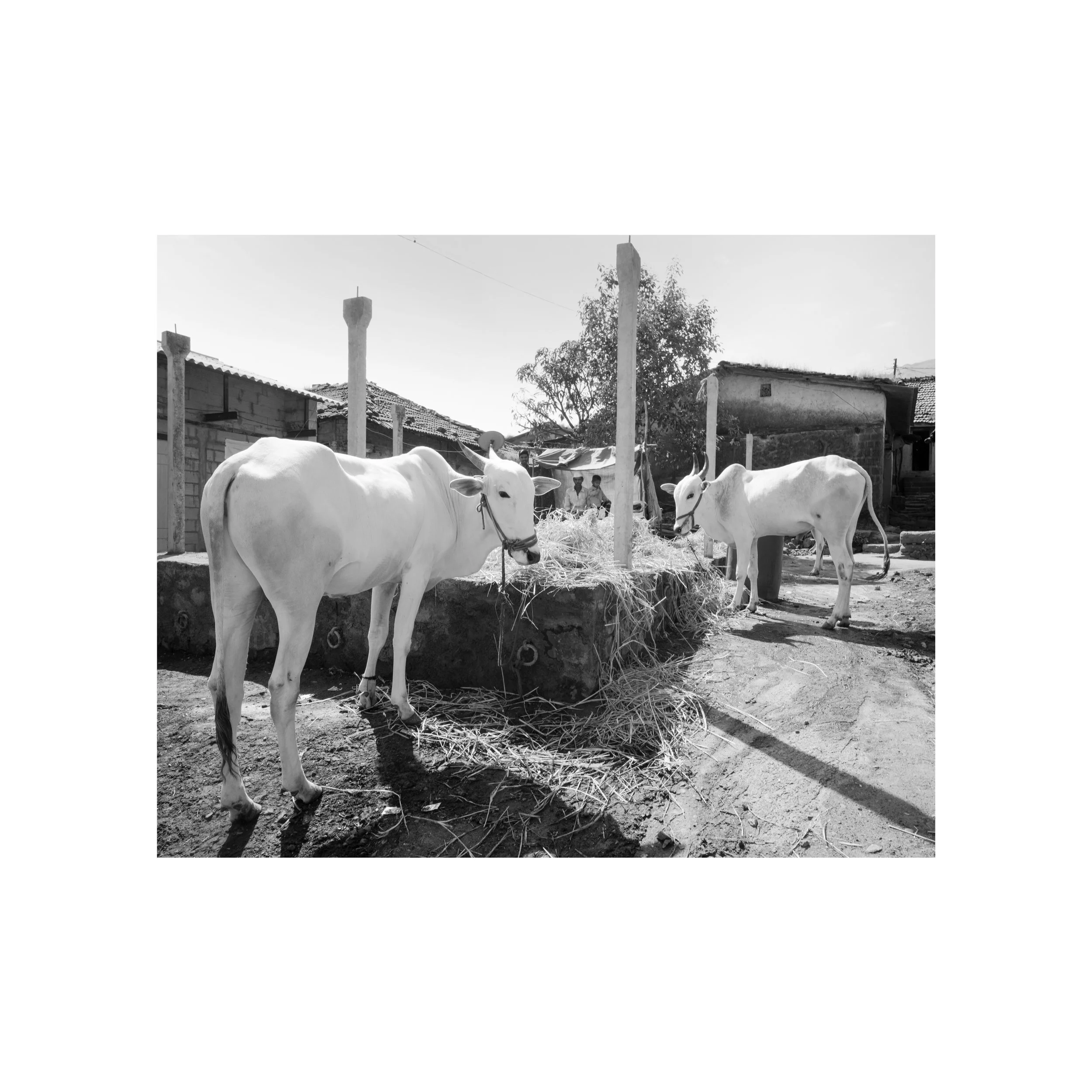 may-the-cows-be-sweet-for-us-2023-ahmednagar-india_53927065788_o.jpg