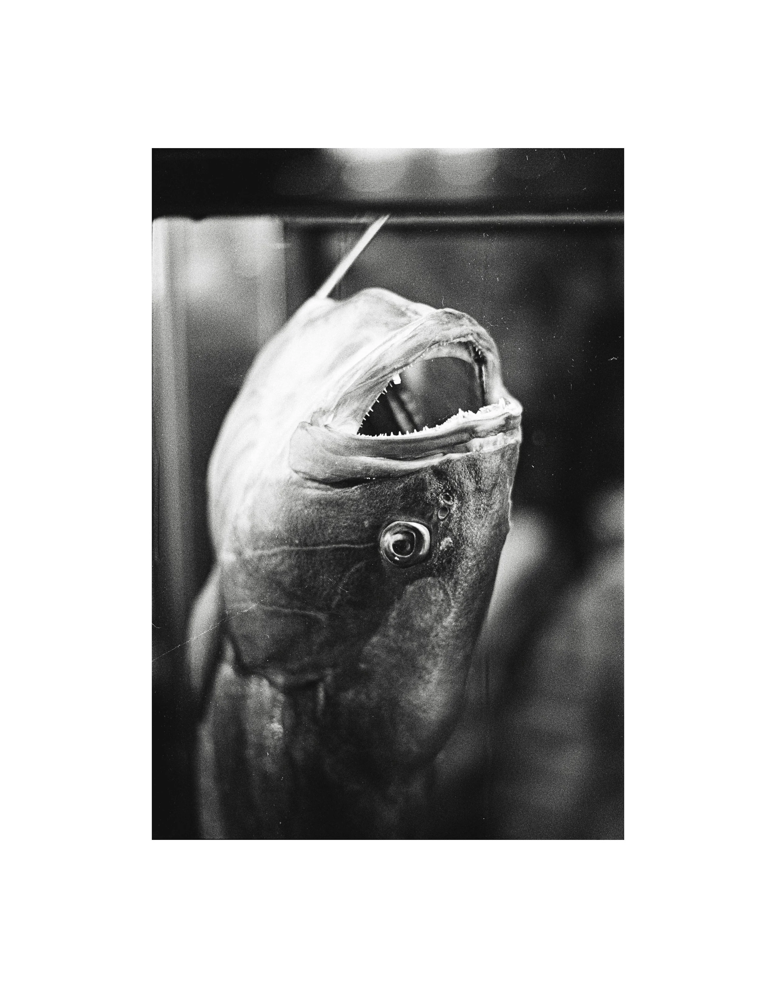 always-a-bigger-fish-2018_53946487267_o.jpg