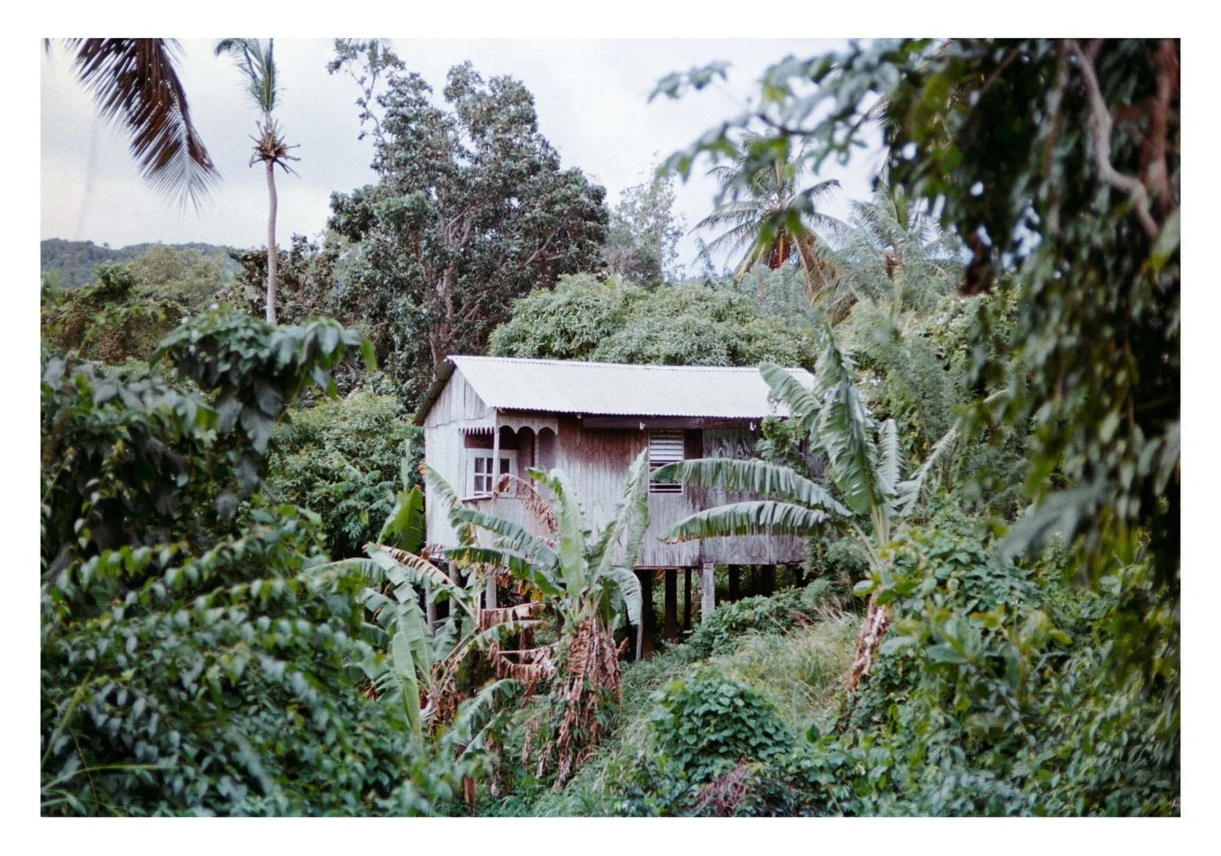 Some shares from the bush. Sweet West-Indies.