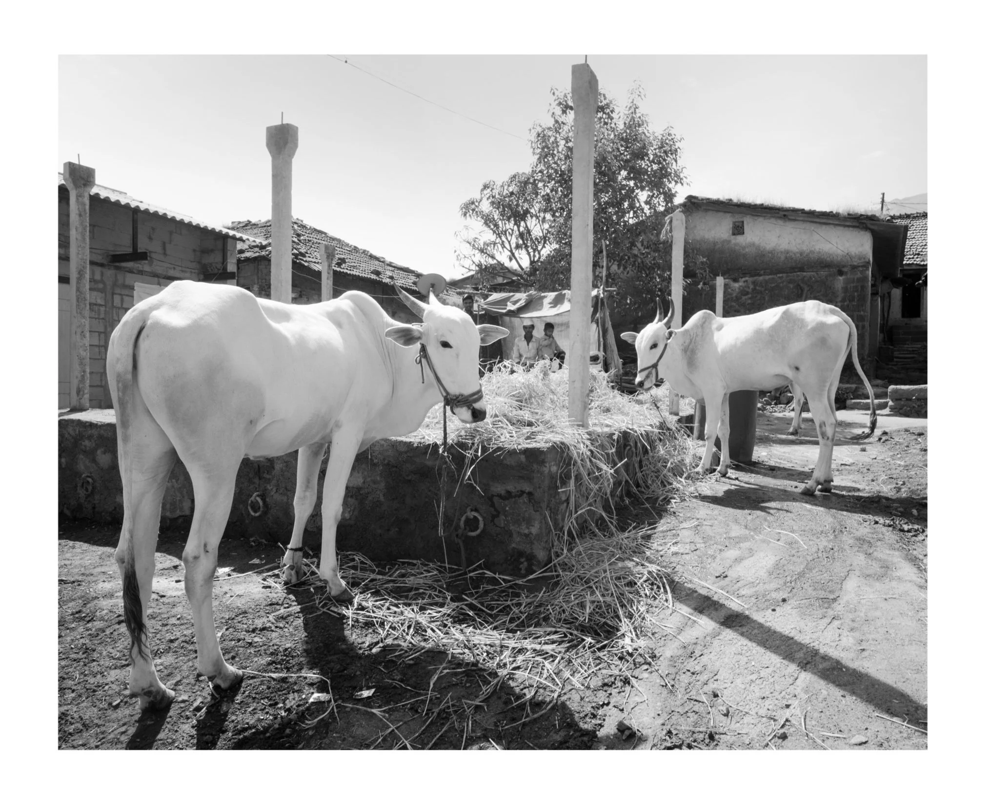 may-the-cows-be-sweet-for-us-2023-ahmednagar-india_53927065788_o.jpg