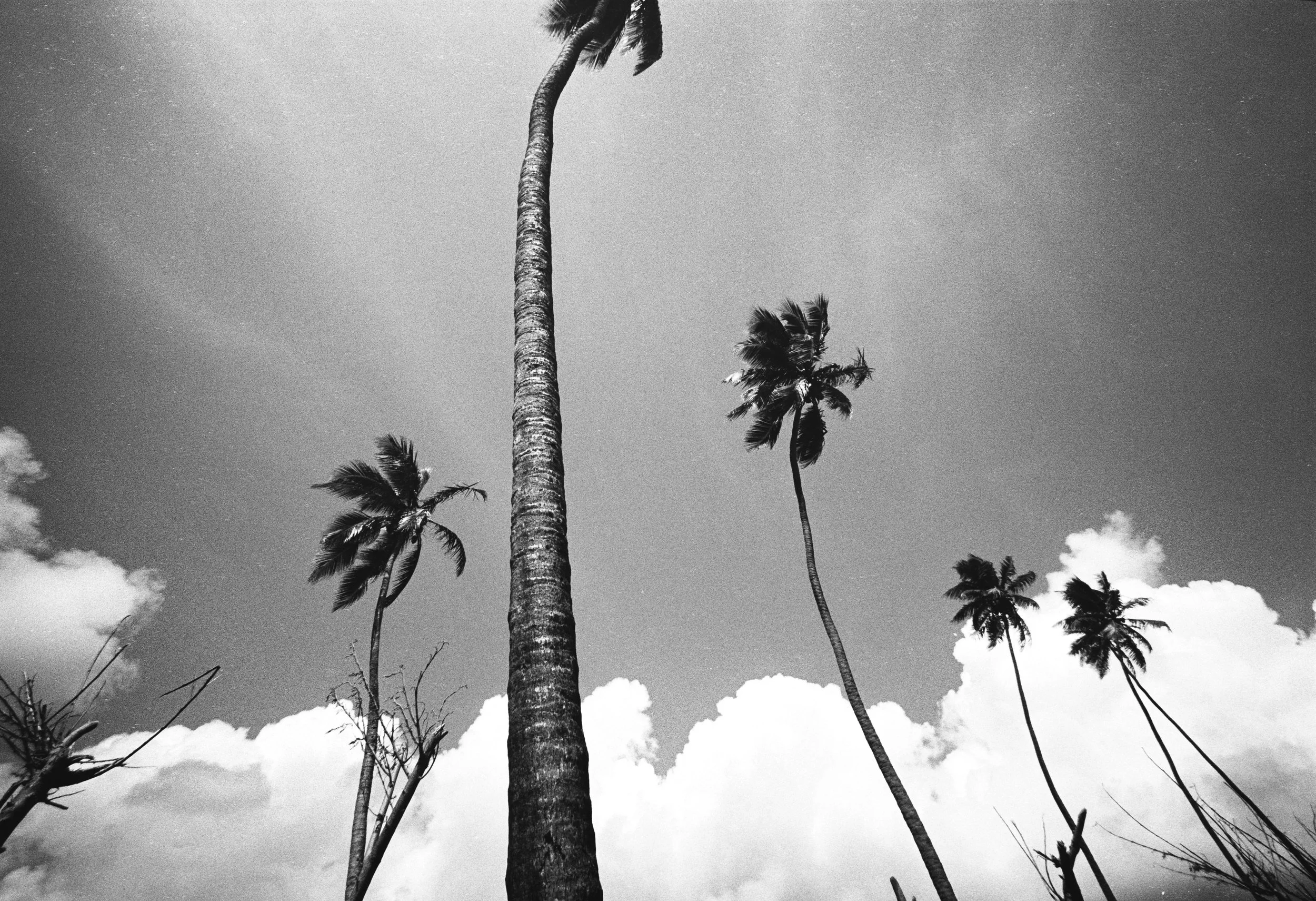 El Parata Palms, 2025.