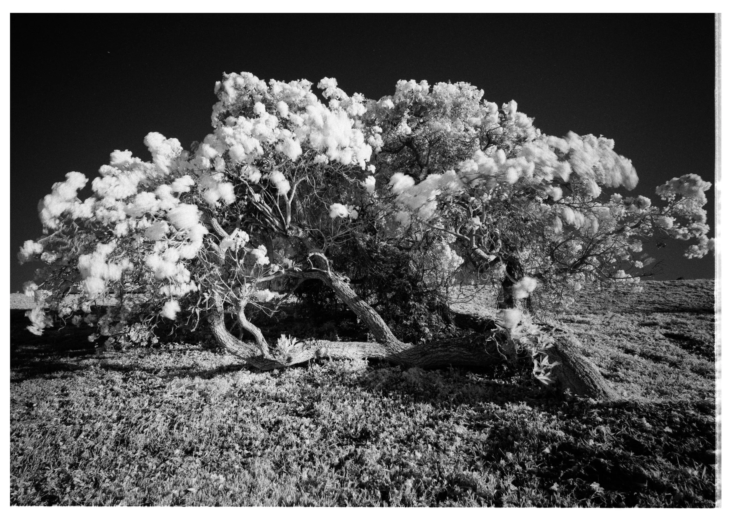 Golden Trumpet Tree in Infrared, 2026.