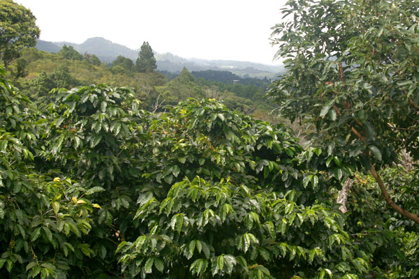 organic-coffee-farm.jpg