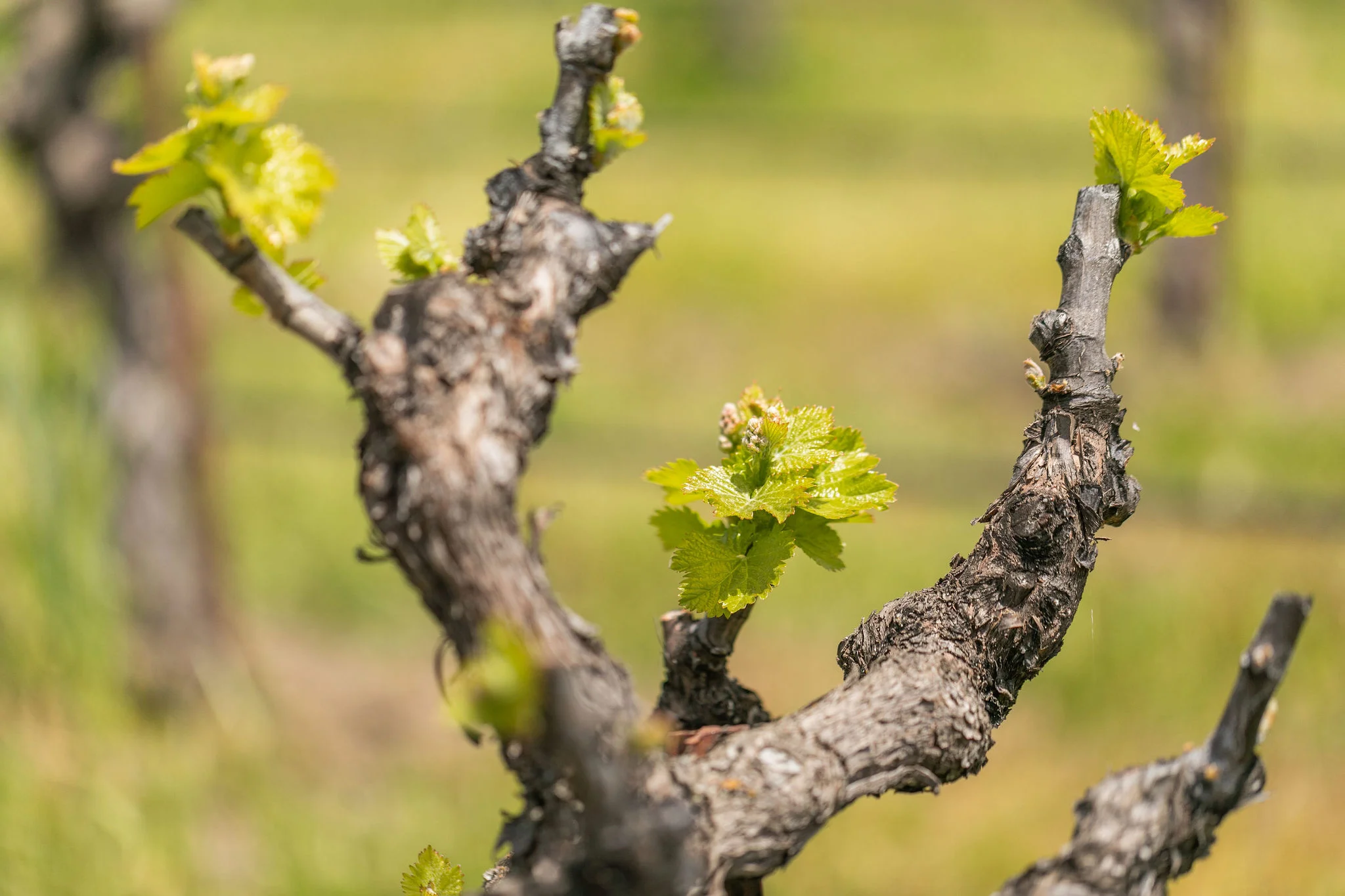acacia_productions-halter_ranch-grafting-0070.jpg