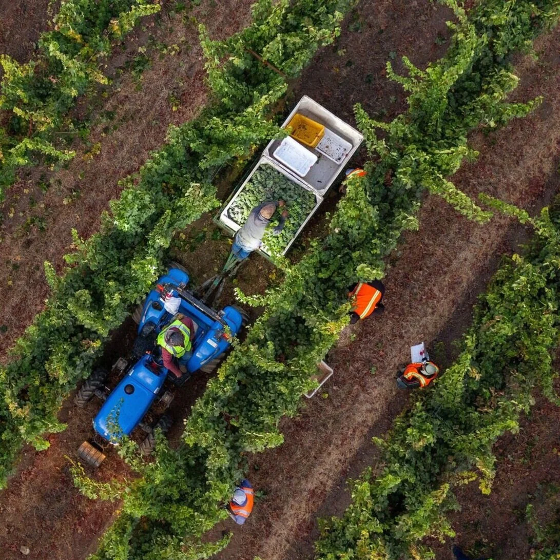 acacia_productions-onx-harvest-0116.jpg