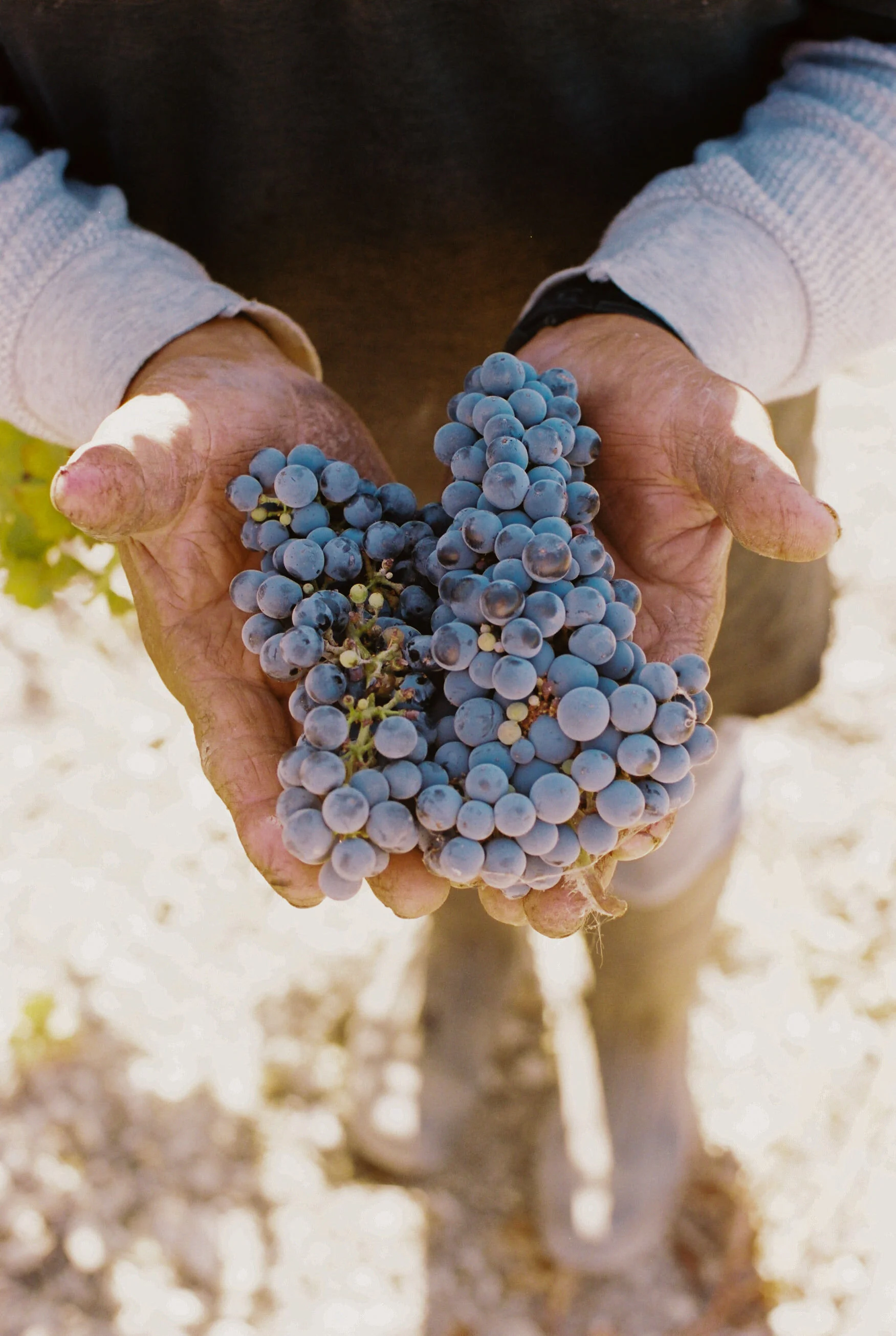 acacia_productions-halter_ranch-harvest-FILM-0067.jpg