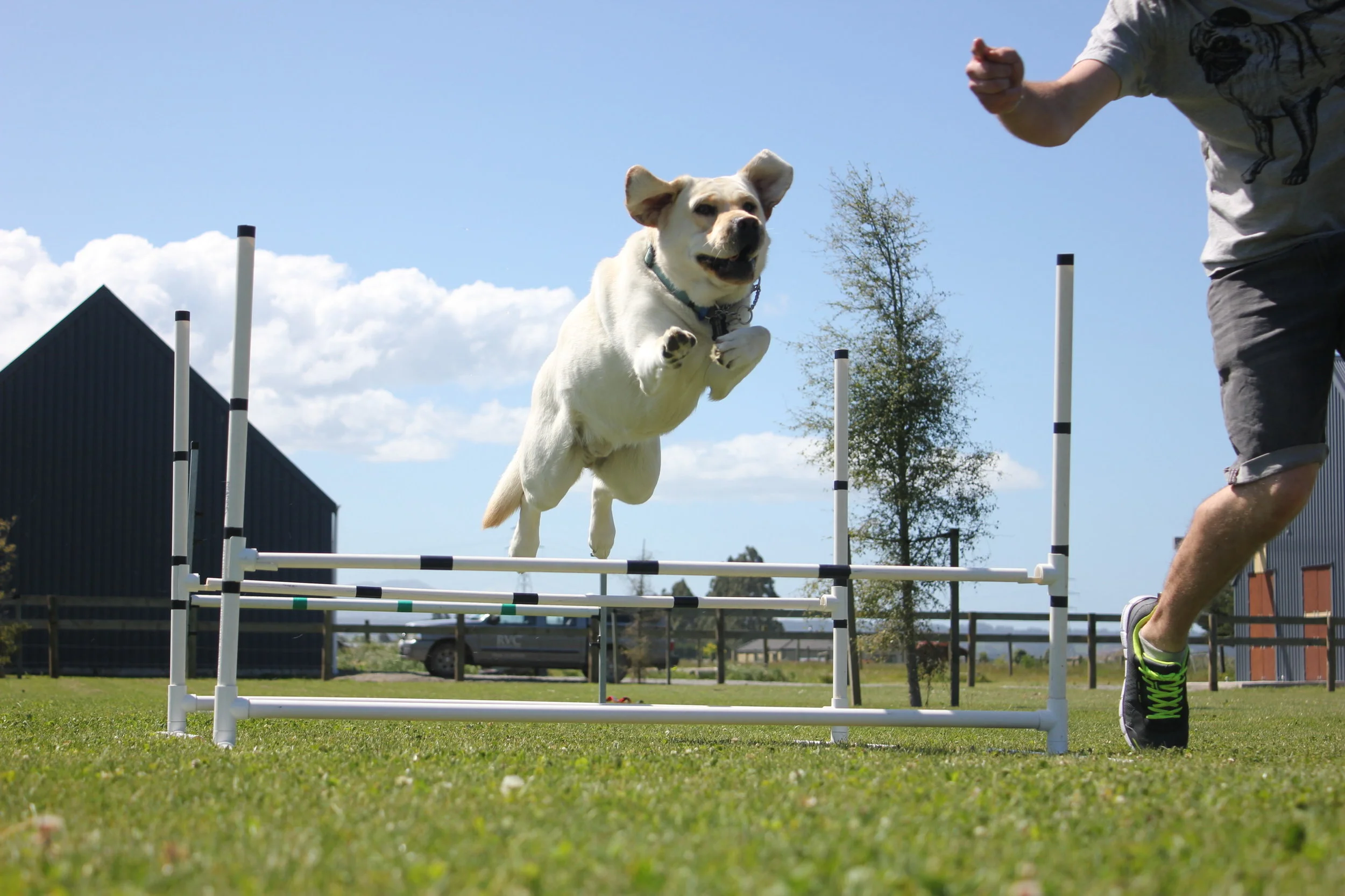 Julie Donovan Canine Behaviourist