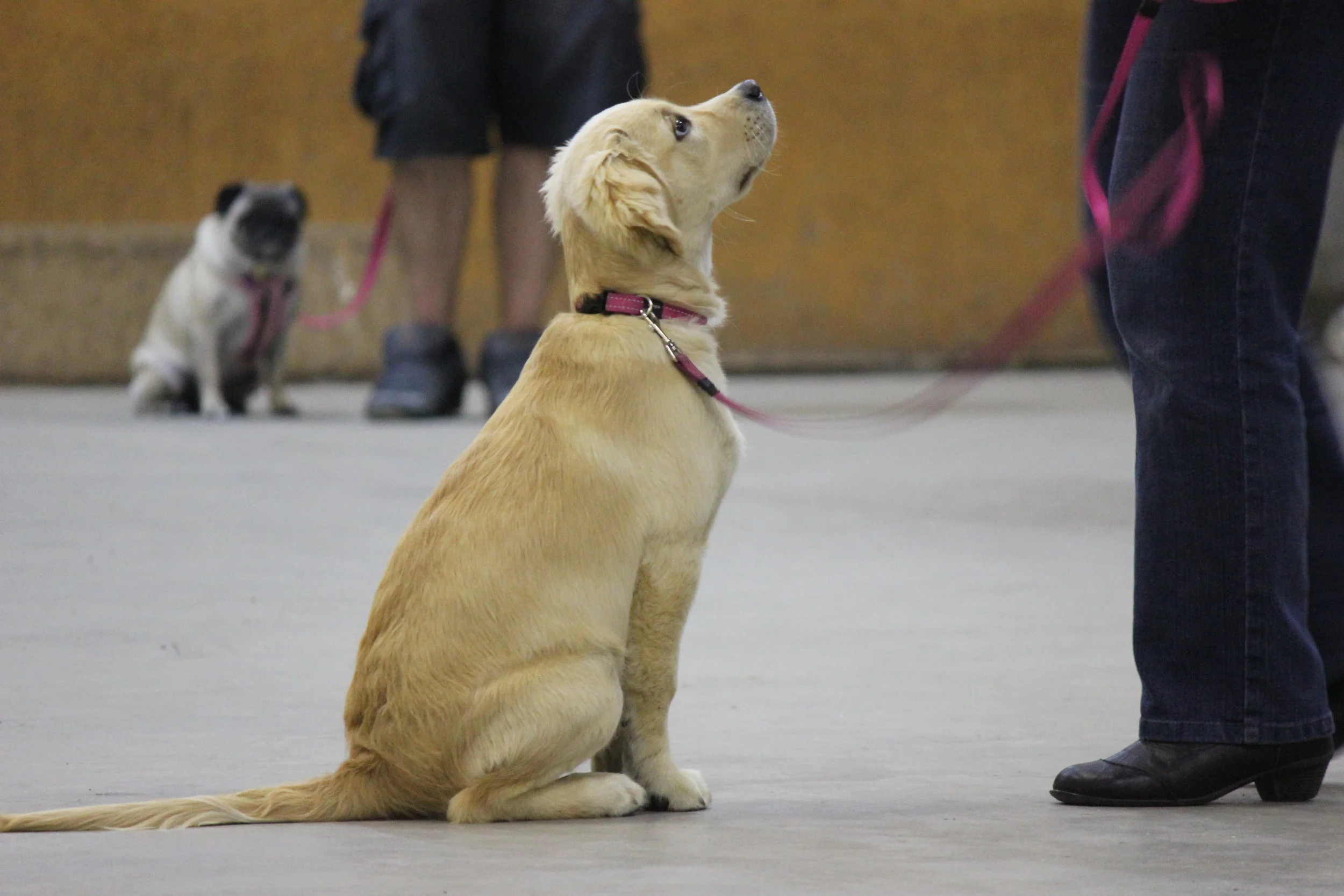 Julie Donovan Canine Behaviourist