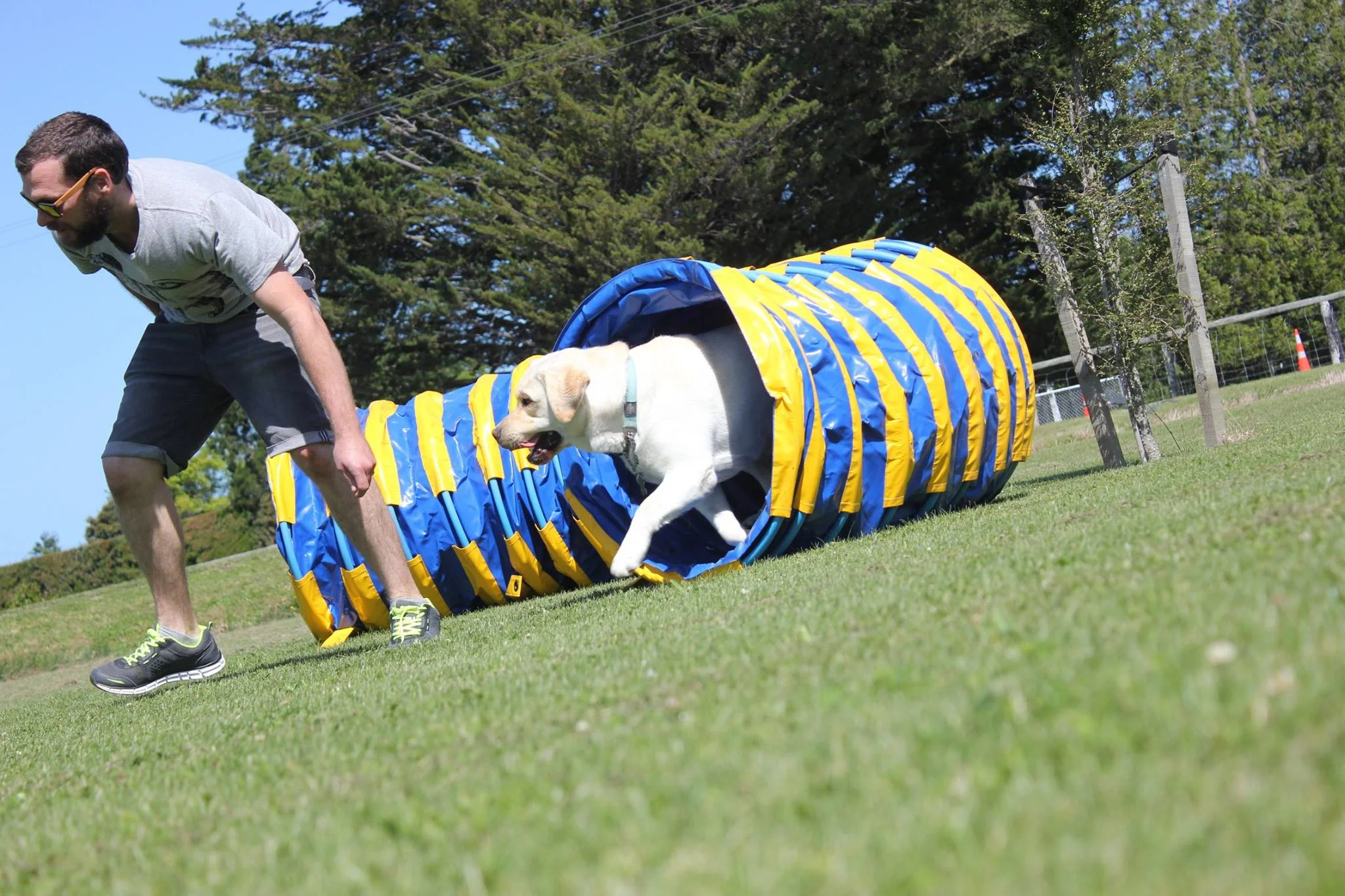 ***NEW Fun Agility Classes