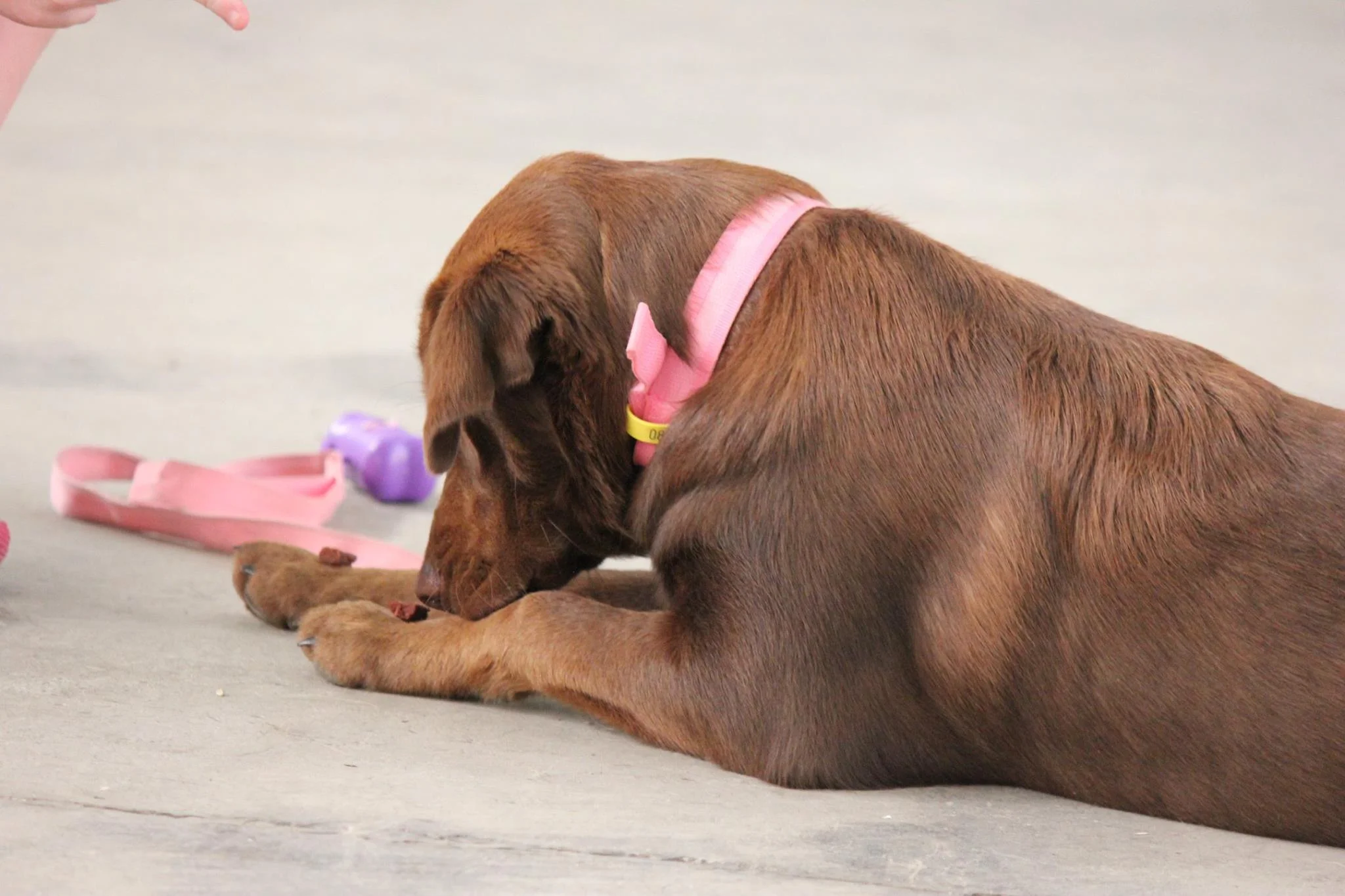Specialising in Rehabilitation of Aggressive Dogs
