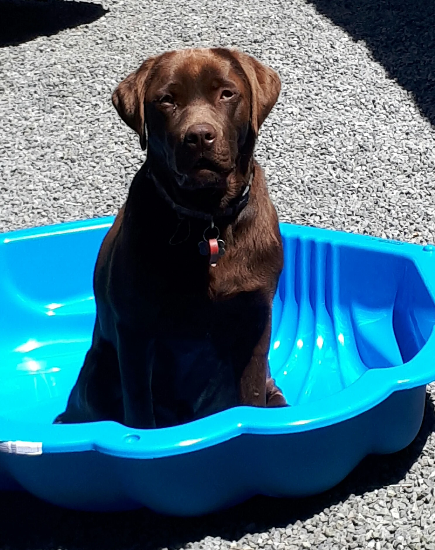 Charlie the Chocolate Labrador