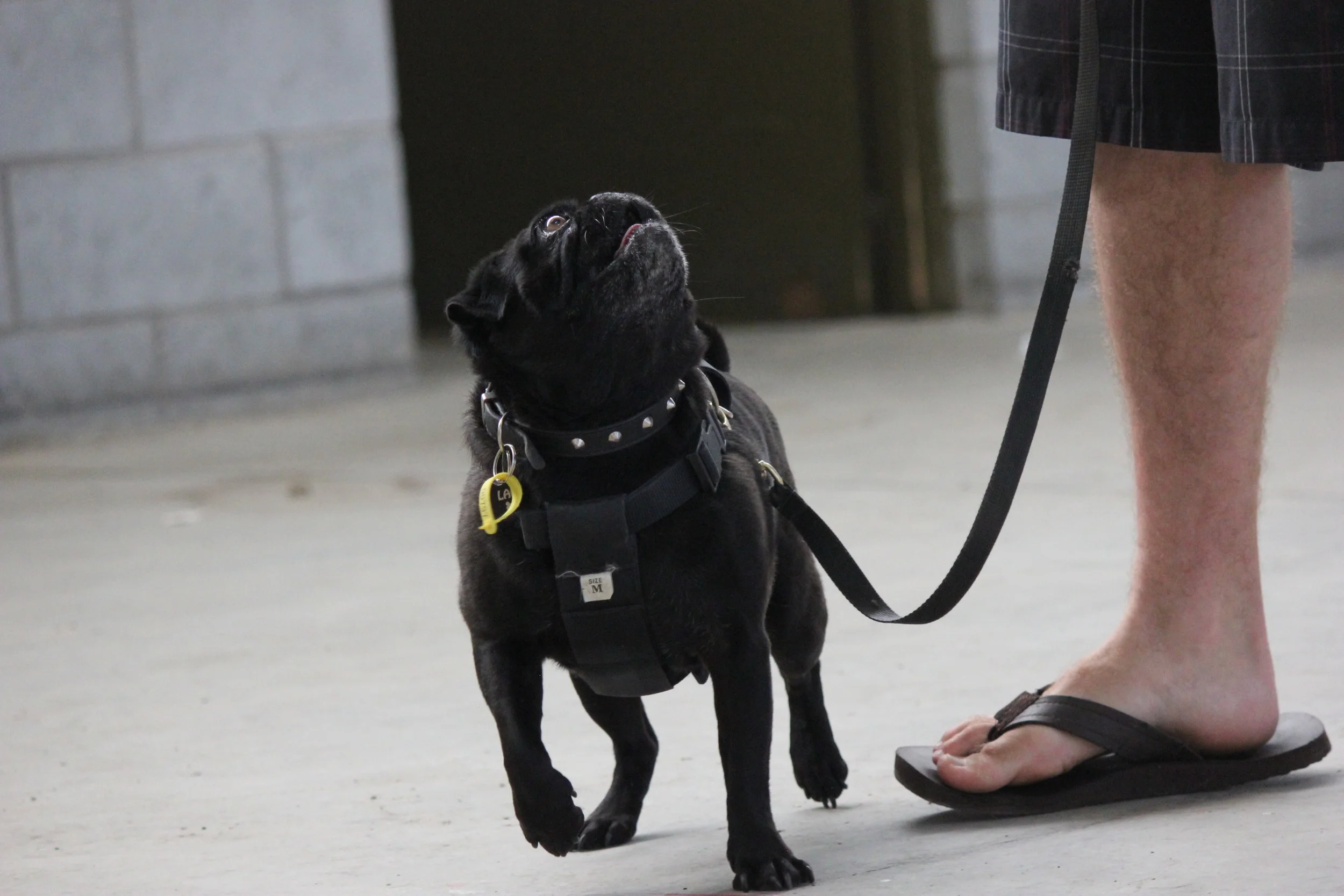 Beginners Dog Obedience Course - Rangiora