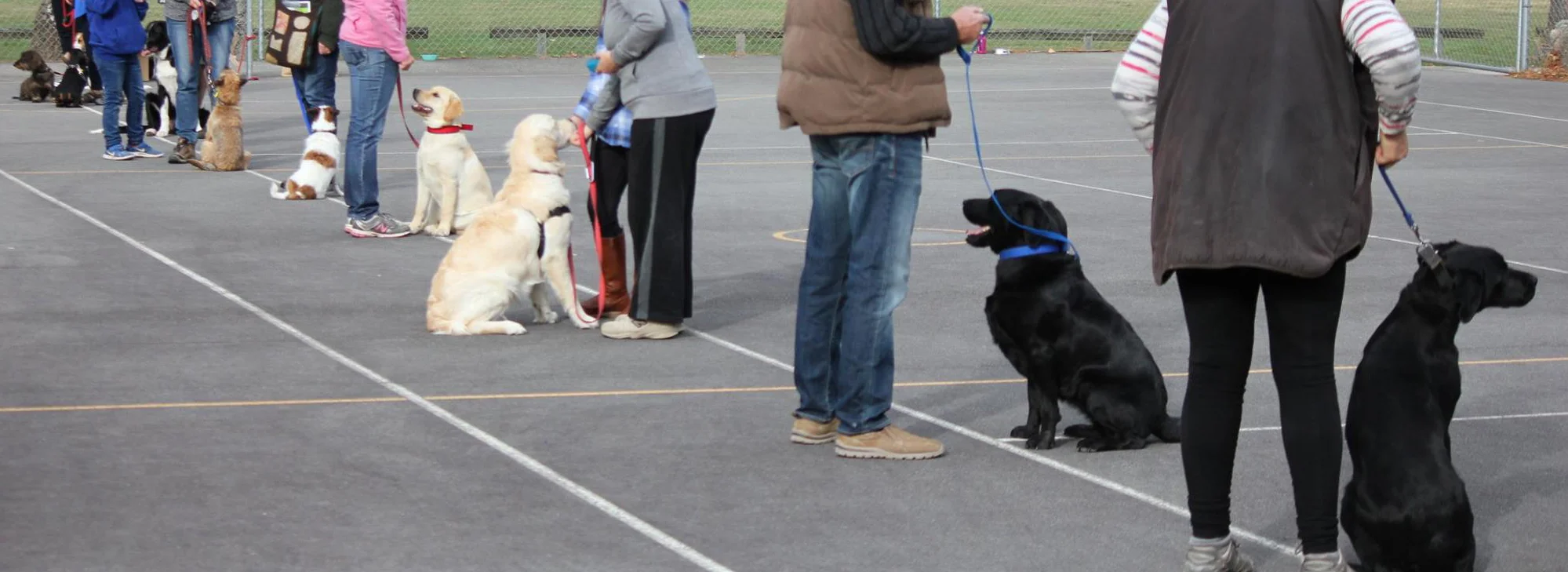 Group Dog Obedience Classes — Julie Donovan Canine Behaviourist