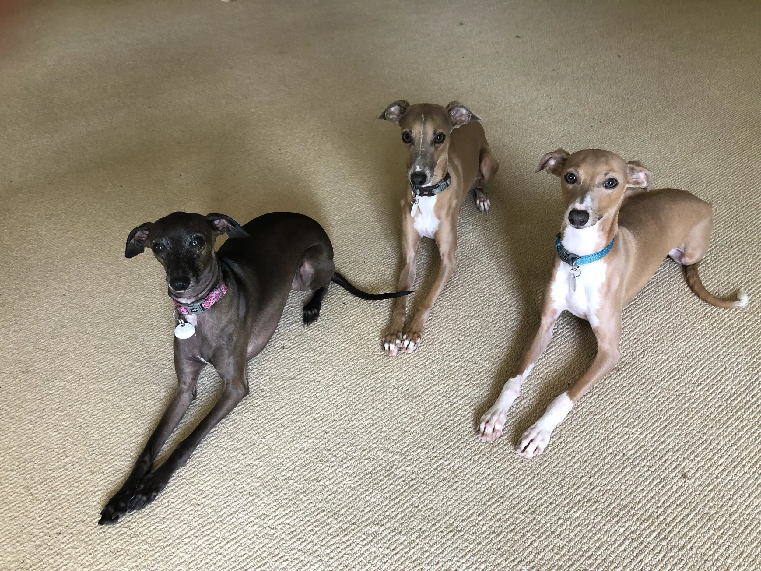 ItalianGreyhounds.jpg