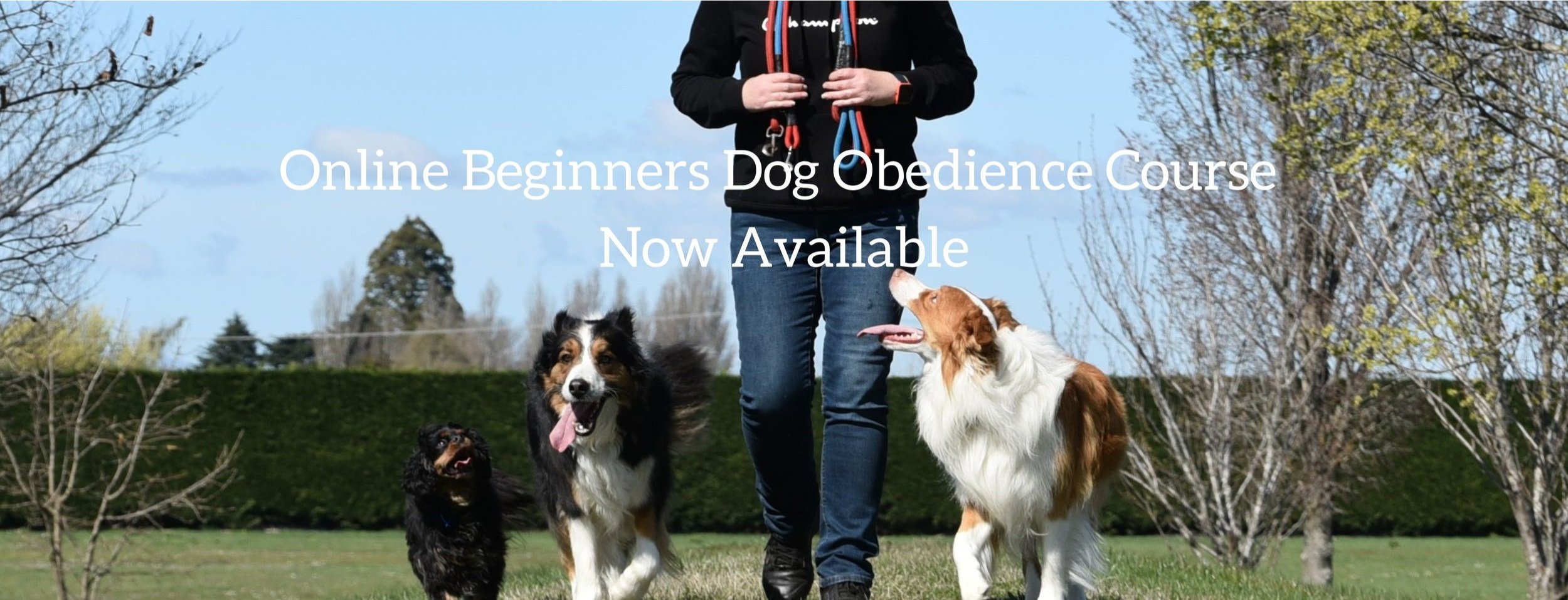 Image showcasing **NEW** Online Beginners Dog Obedience Course — Julie Donovan Canine ...