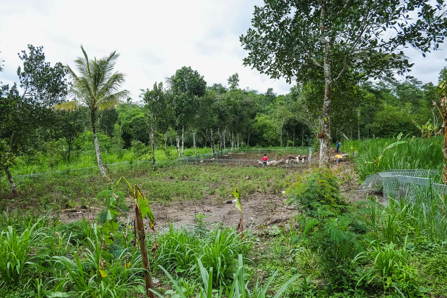 One of our partner's farm in Karangasem