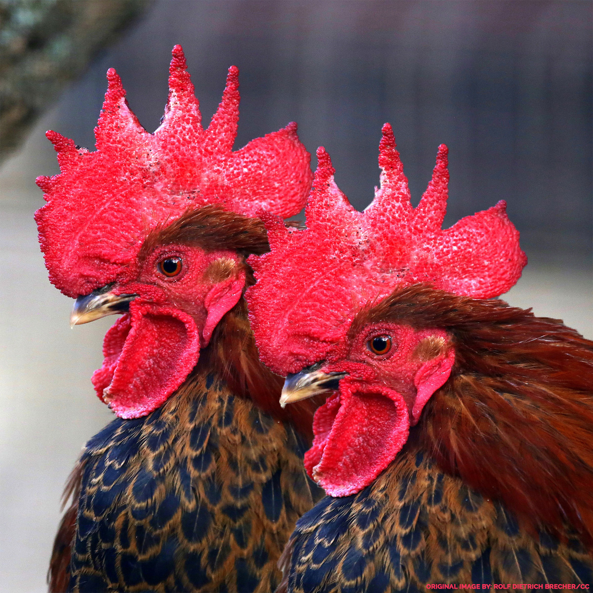 CockTalkII.jpg