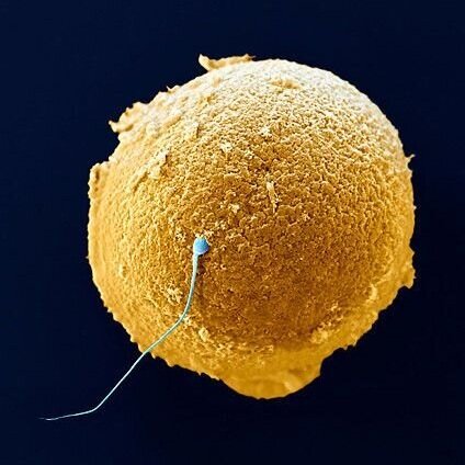 sperm_egg_2.jpg