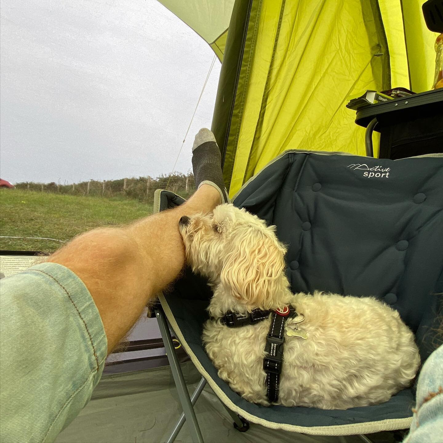 While we were away, camping in West Wales last weekend, Stanley fell asleep with his snoot balanced on my shin. &lsquo;&lsquo;Twas most adorable 😍 

#chrisrankin #percyweasley #weasley #hogwarts #harrypotter #houseofchrisness #thatgingerbloke #campi