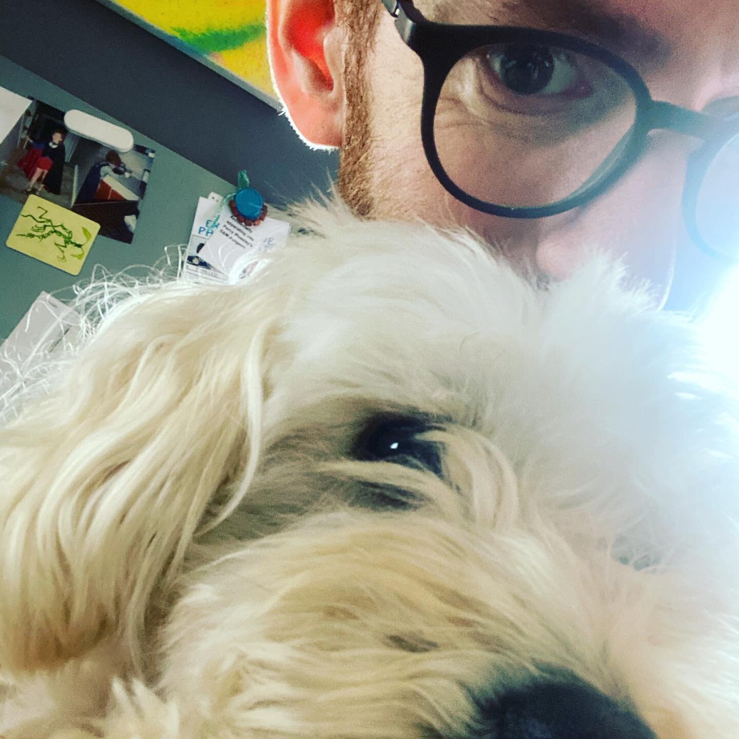 Absolute distraction.

#dogsofinstagram #dogs #stanley #westiepoo #chrisrankin #percyweasley #harrypotter #influencer #workfromhome #work #homeoffice #harrypotter #hogwarts #weasley #mustbeaweasley
