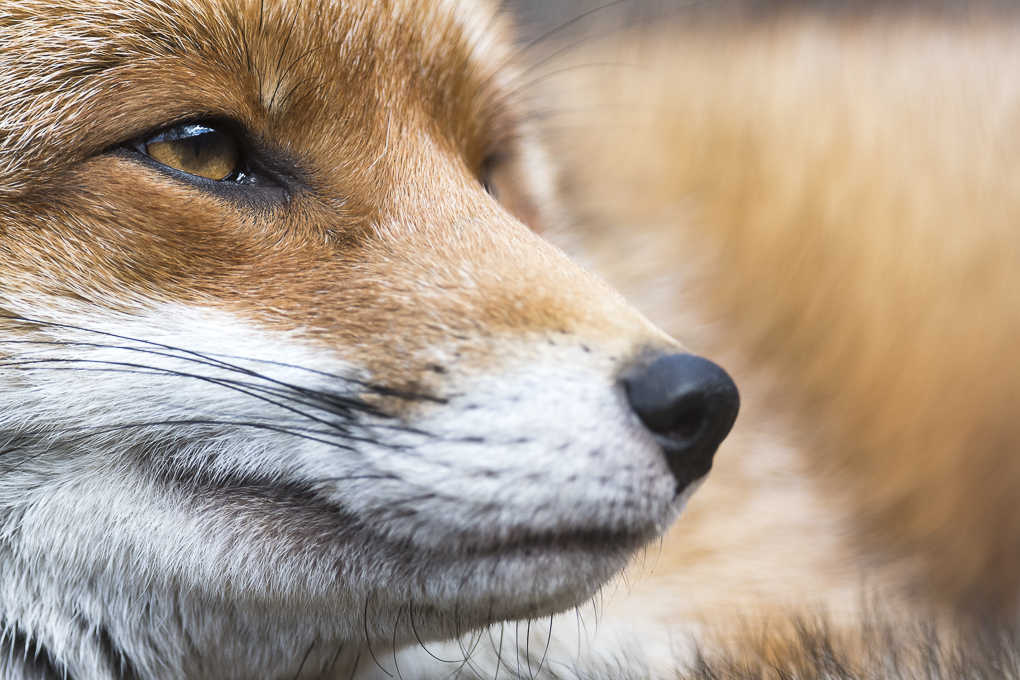 fox-3.jpg