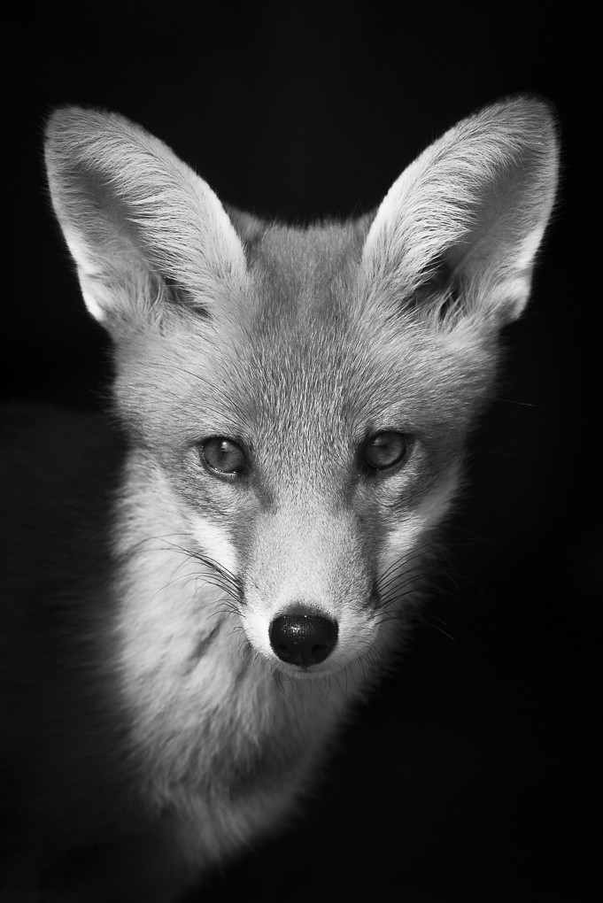 B-W fox-2.jpg