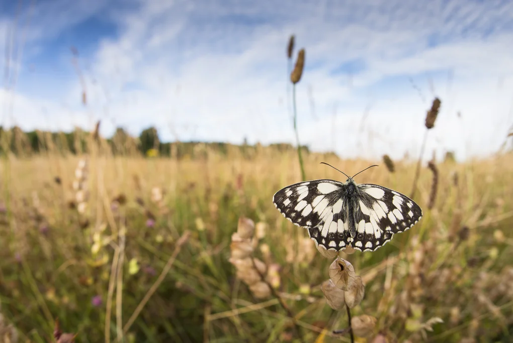 Marbled white-2.jpg