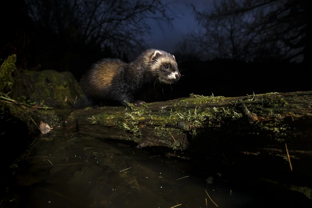 Polecat-3.jpg