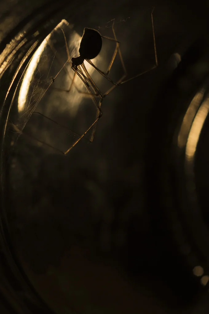 Cellar spider.jpg