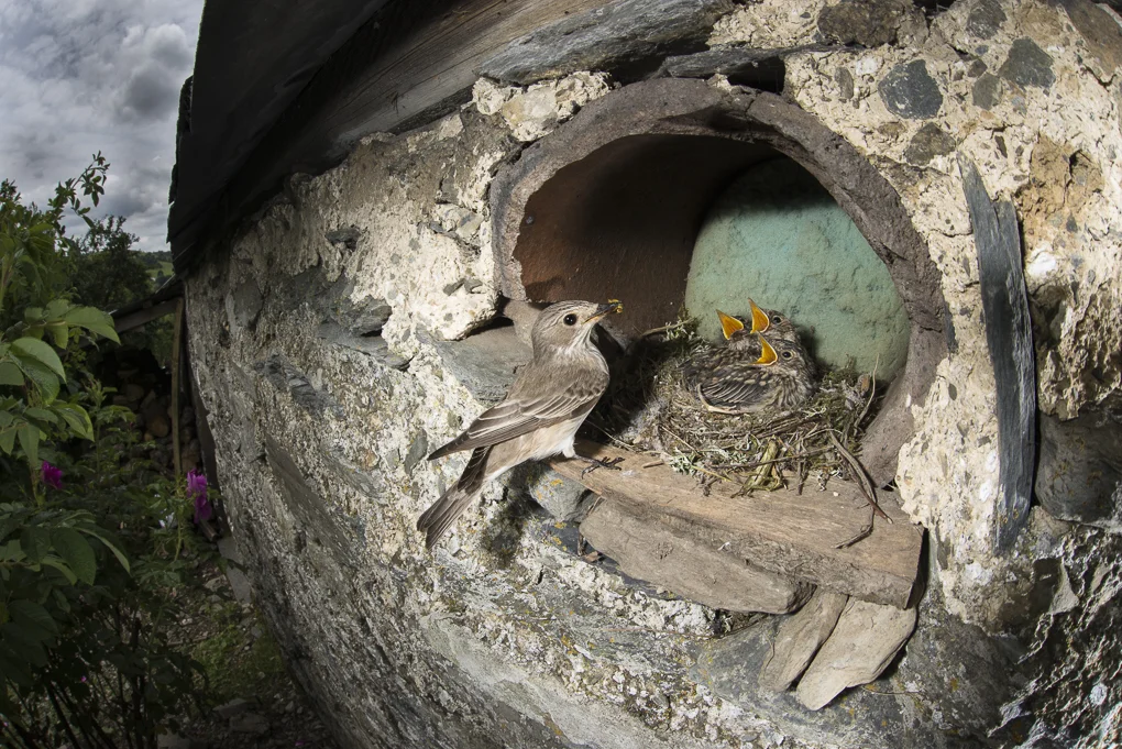 Spotted flycatcher.jpg