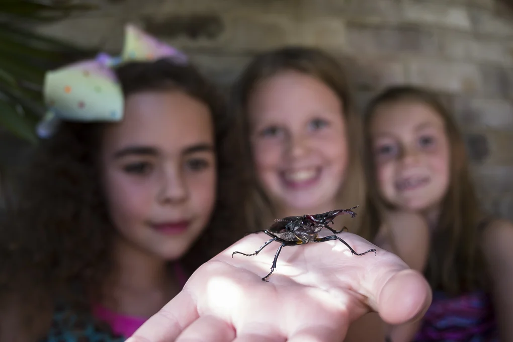 stag beetle-4.jpg