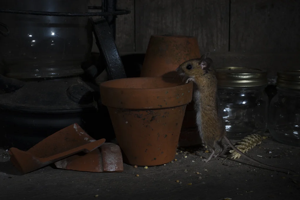 Wood mouse-7.jpg
