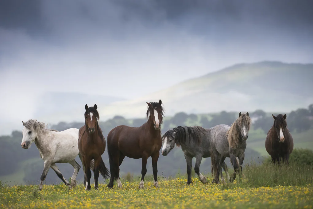 Carneddau mountain ponies.jpg