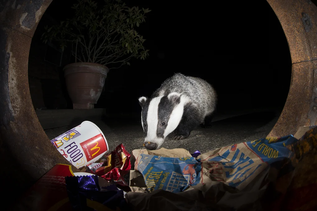 Badger-3.jpg