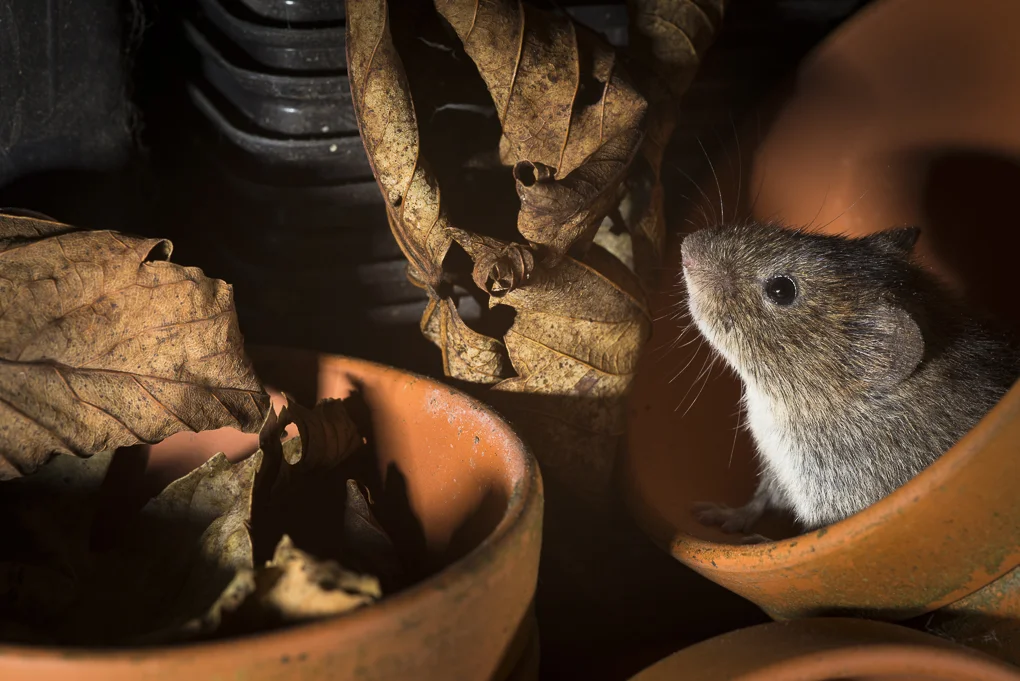 Bank vole-3.jpg