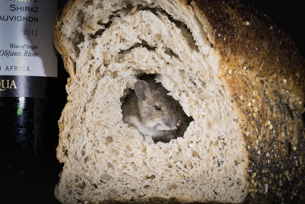 Wood mouse.jpg