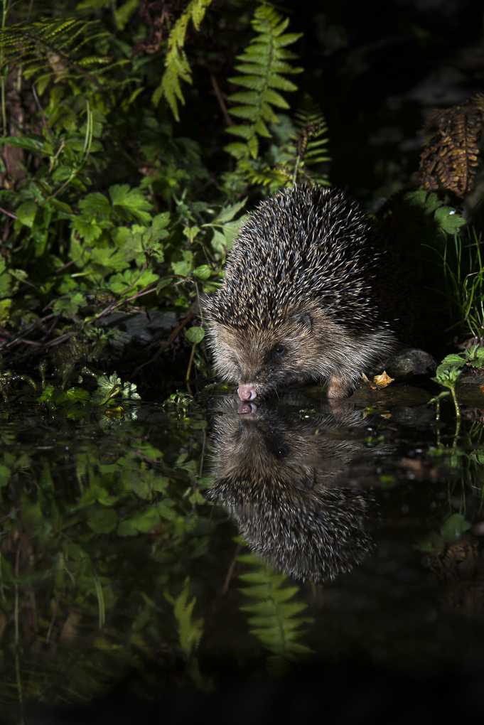 Hedgehog.jpg