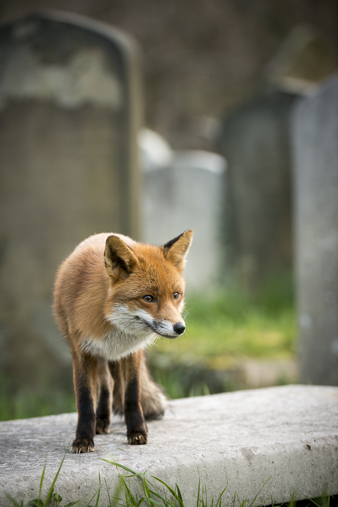 Cemetery fox.jpg