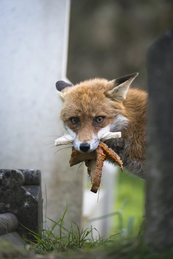 Cemetery fox-14.jpg