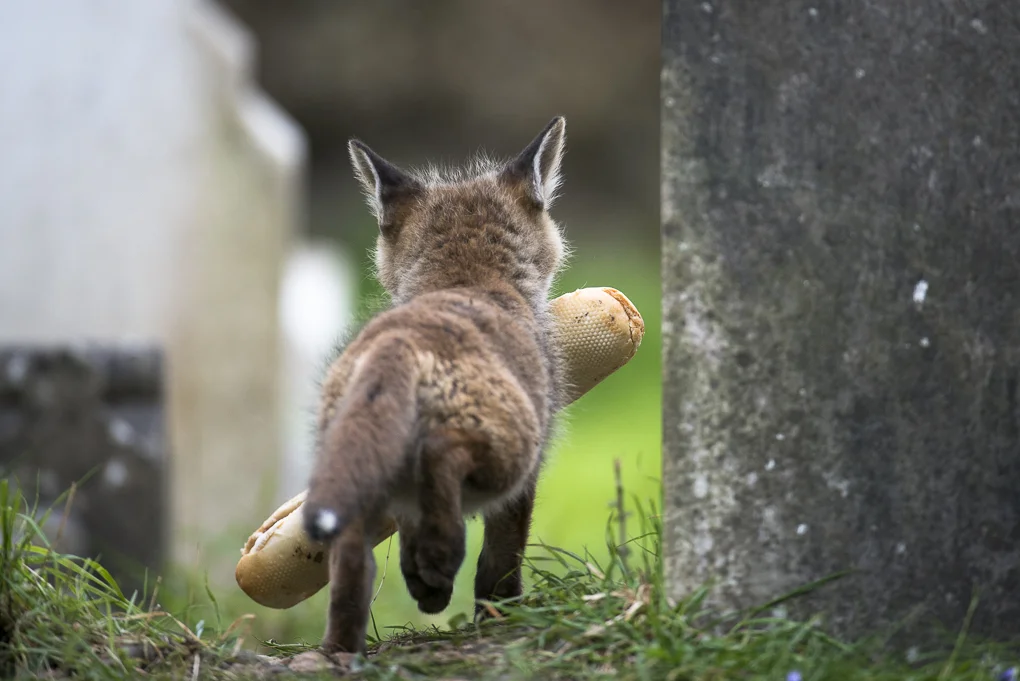 Cemetery fox-13.jpg