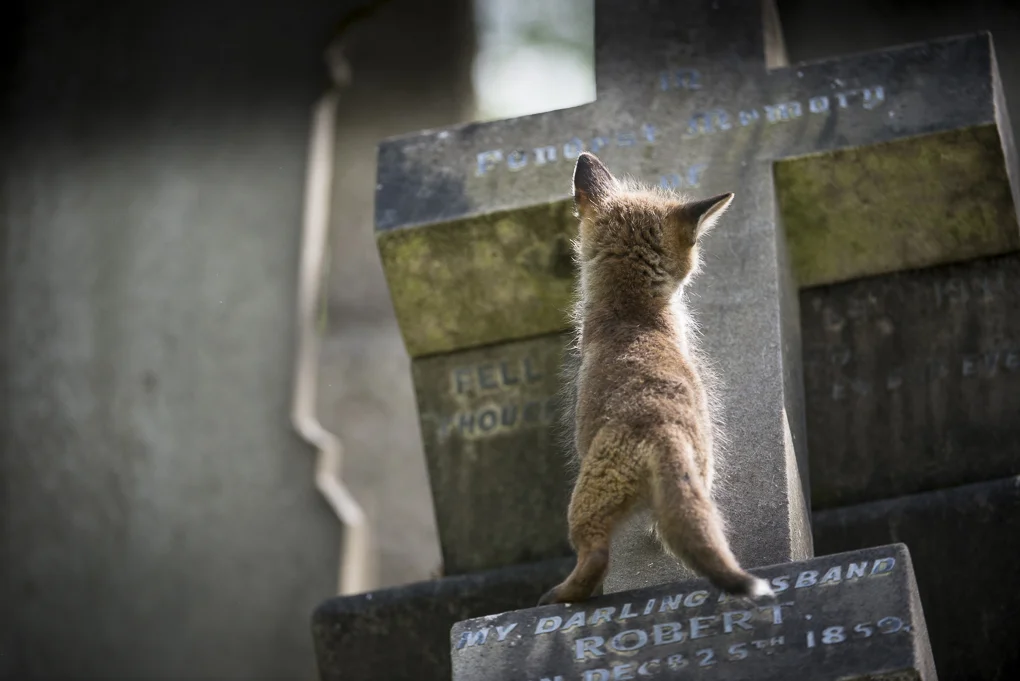 Cemetery fox-12.jpg
