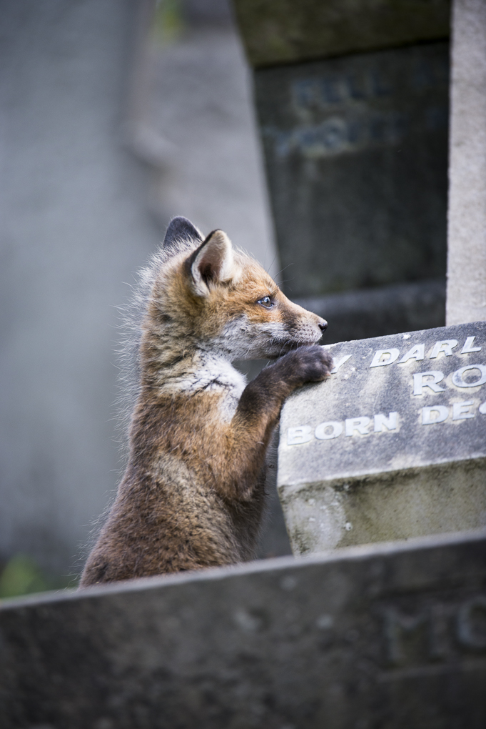 Cemetery fox-11.jpg